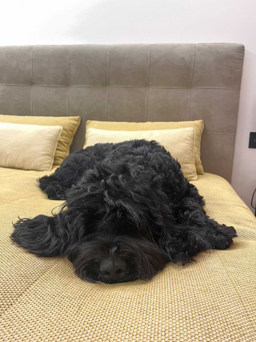 Cão de Água Português