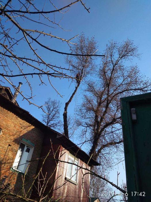 СПИЛ деревьев, АЛЬПИНИСТЫ, обрезка веток. Дробление, измельчение веток