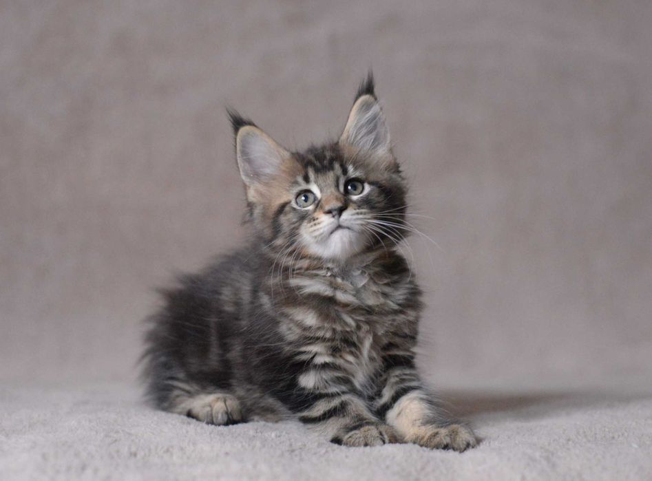 Dziewczynka maine coon z rodowodem FPL