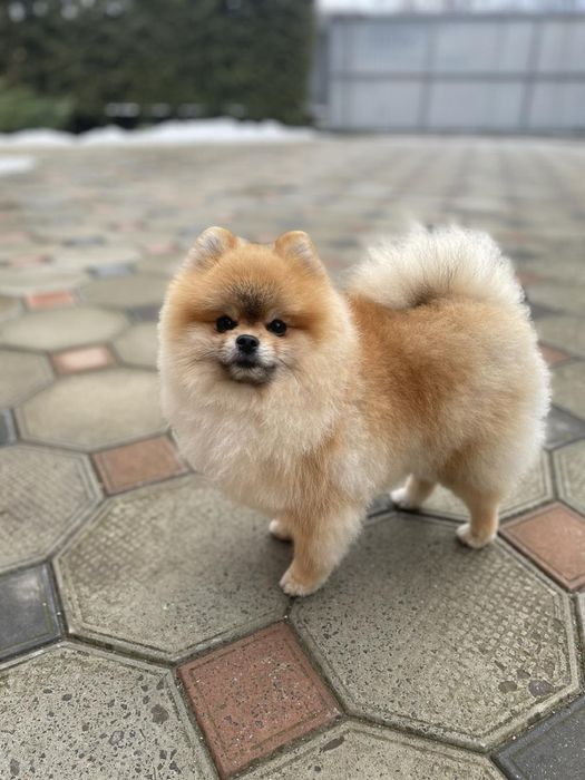 Померанський шпіц . Вʼязка