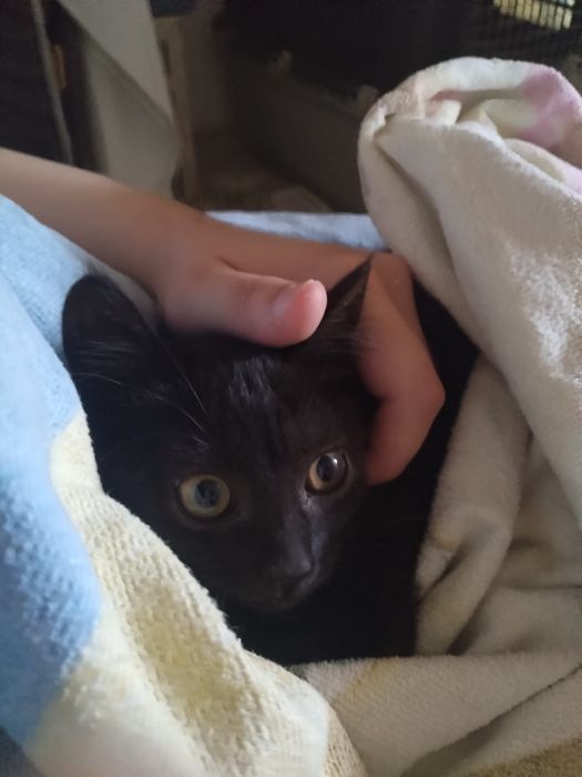 Gatinhos e gatinhas  2meses pretos meigos