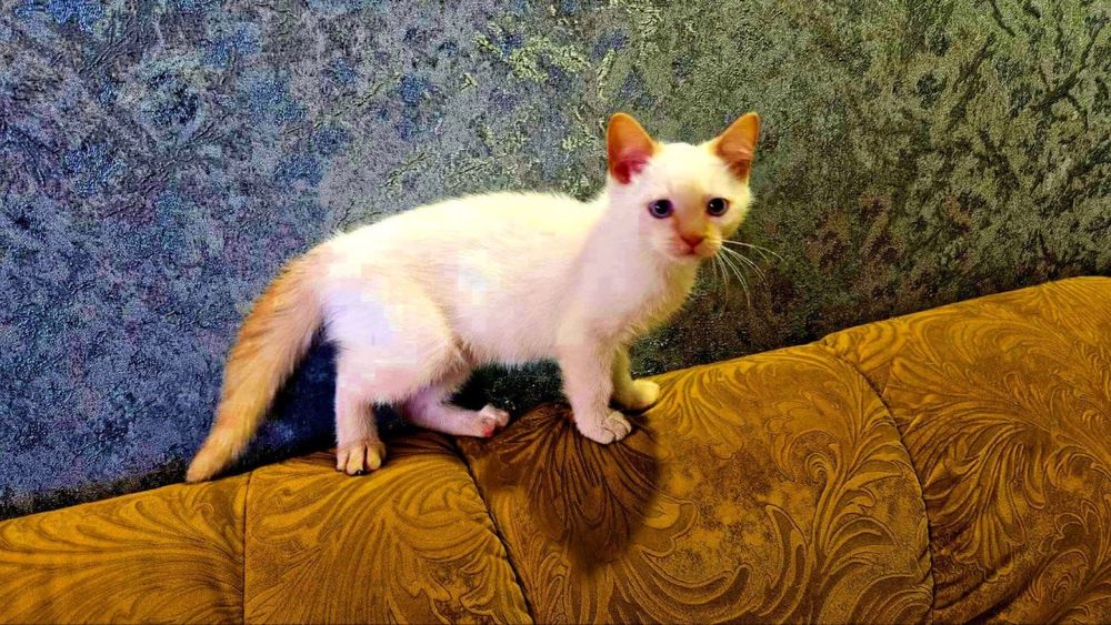 Тайские котята элитные, голубоглазые