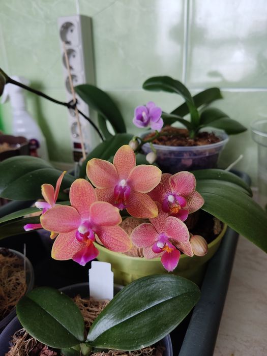 Два фаленопсиси в одному горщику