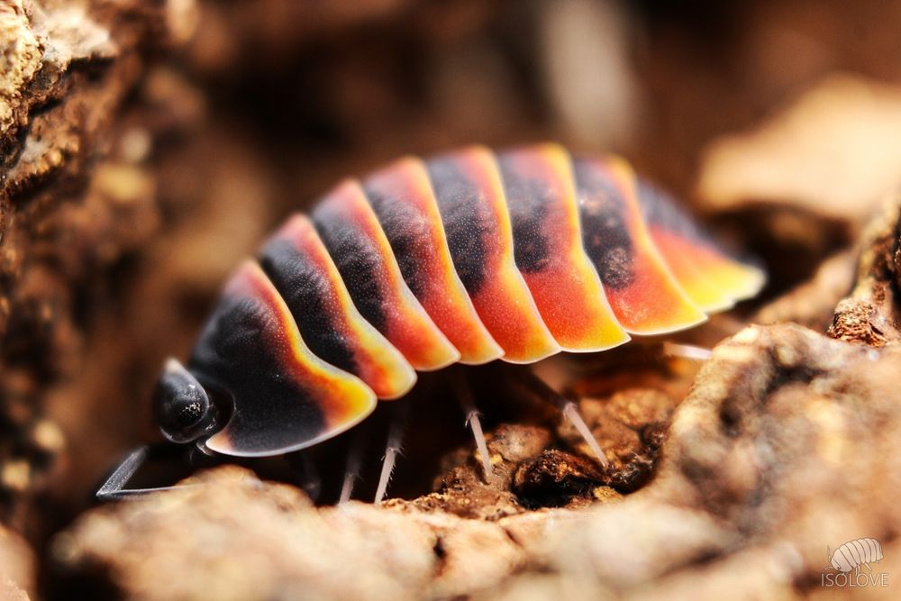 Ardentiella sp. "ember bee" (ex. Merulanella), CBB, kolorowe równonogi (isopoda), inaczej stonogi, prosionki, kulanki, skorupiaki lądowe.