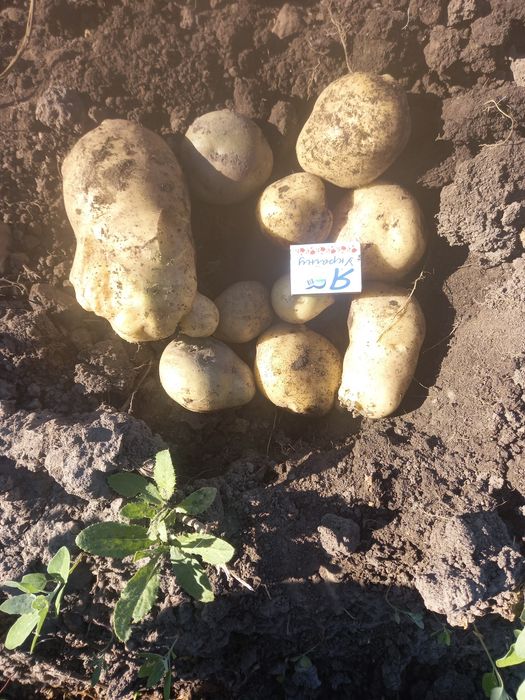 Продам  їстівну картоплю сорту Рів'єра та Гренада(лимонка)