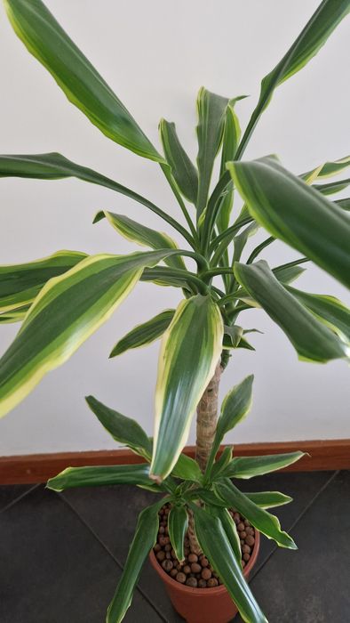 Dracaena Mix cerca de 80 cm