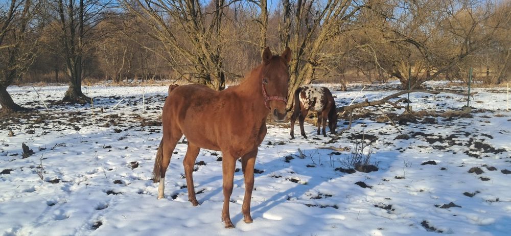 Klaczka AQH półtoraroczna kasztan