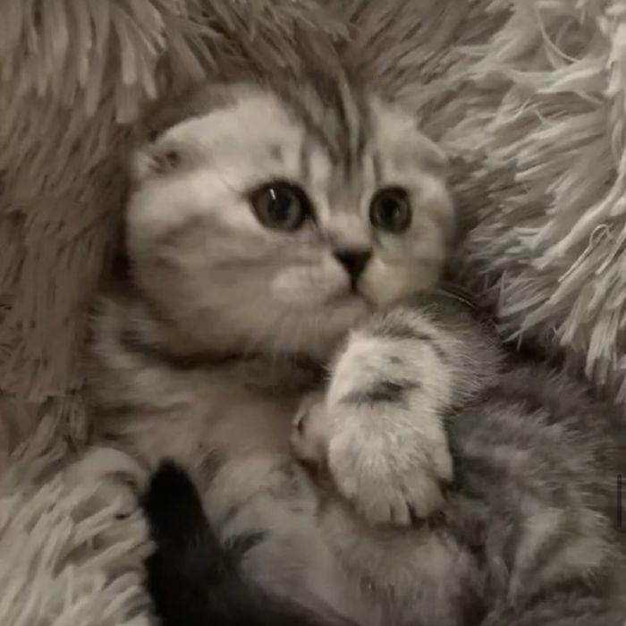 Котик і киця