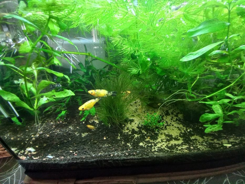 Camarão neocardina e buzios