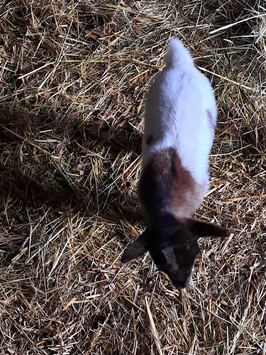 Barracão do Espanhol