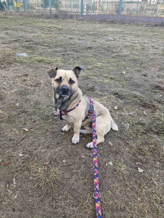 Borys w typie mopsa szuka domu