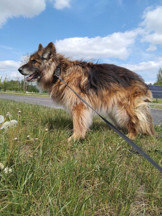 Starszy pies w typie owczarka do adopcji