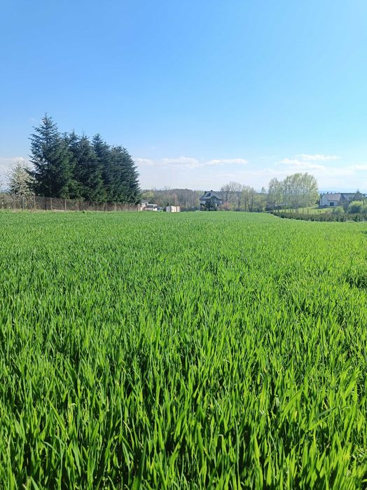 Piękna działka budowlana na sprzedaż 60 ar Dąbrowa Szlachecka - Wyźrał