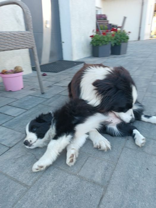 Border collie szczenię suczka