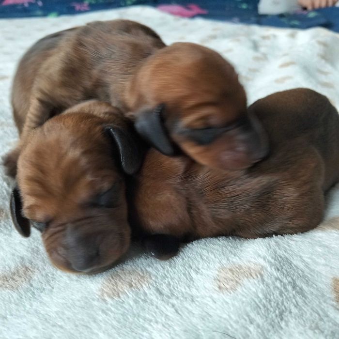 Jamnik krótkowłosy standard