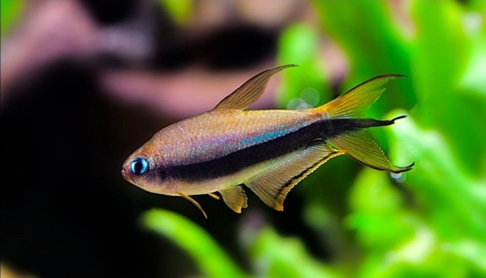 Tetra Cesarska MASSON