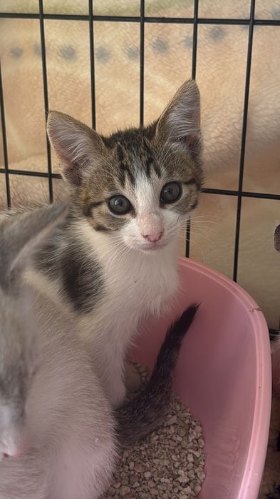 Gatinhos bebés para adoção responsável