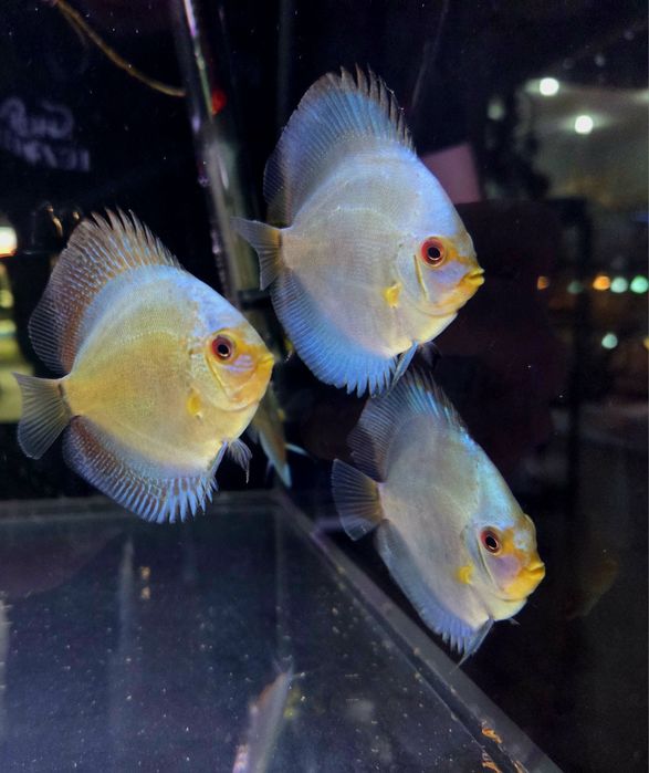 Paletki dyskowce blue diamond