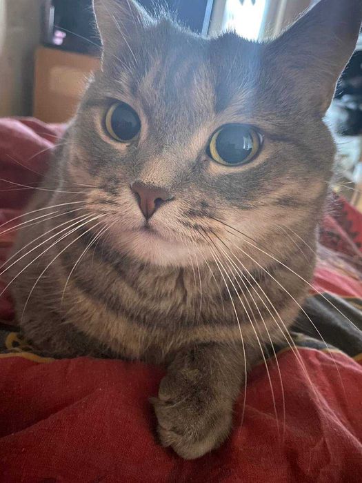 Кошечка ищет новый дом