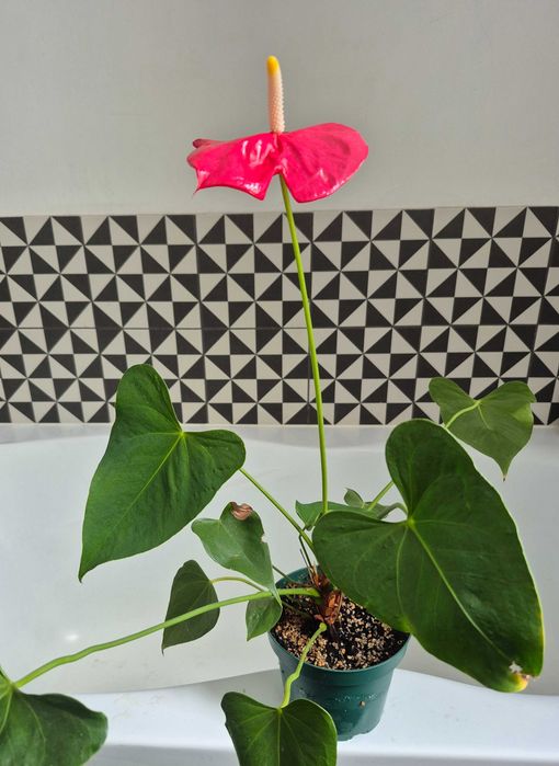 Anturium różowe doniczka kwiatek doniczkowy Anthurium Pink