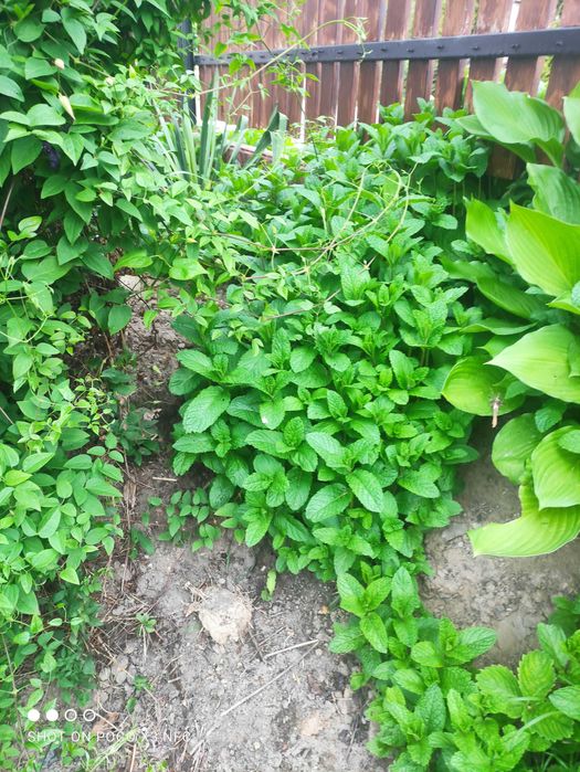 Mięta cytrynowa  na sok 20 pęczków z przydomowego ogródka