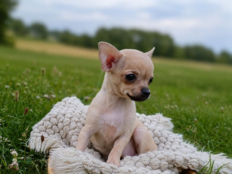 Chihuahua cudowna suczka