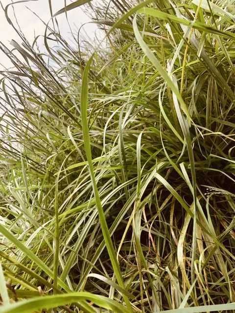 Trawa PL-11 Łąkowa mieszanka traw 10 kg