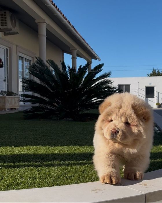 Magnífica chow chow fêmea