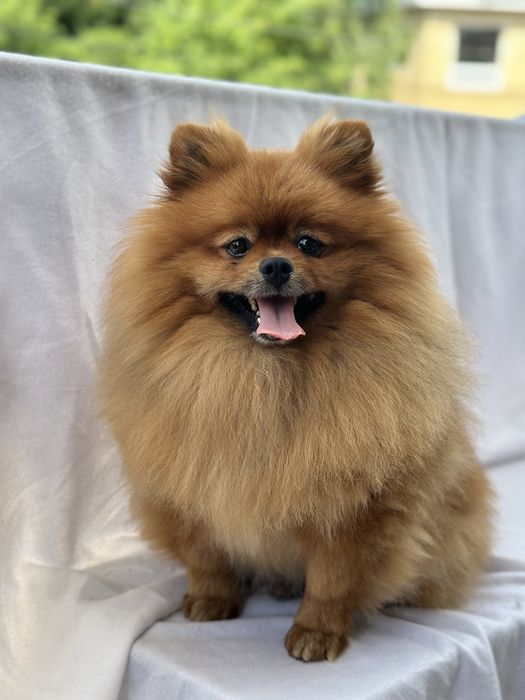 Помет 7 щенков  /Померанский шпиц/вязка