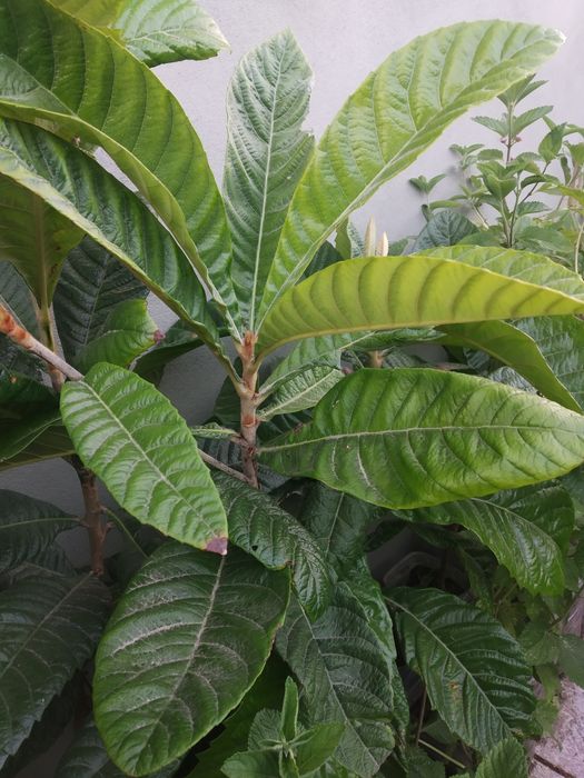 Árvores de Nespereias Alemã