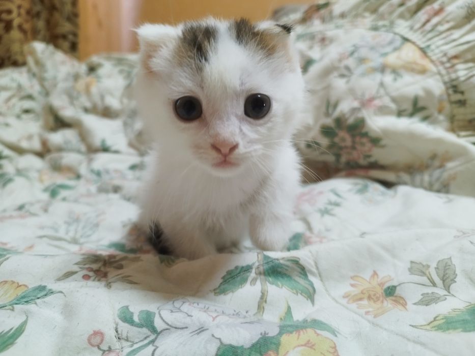 Маленьке диво з унікальним окрасом)