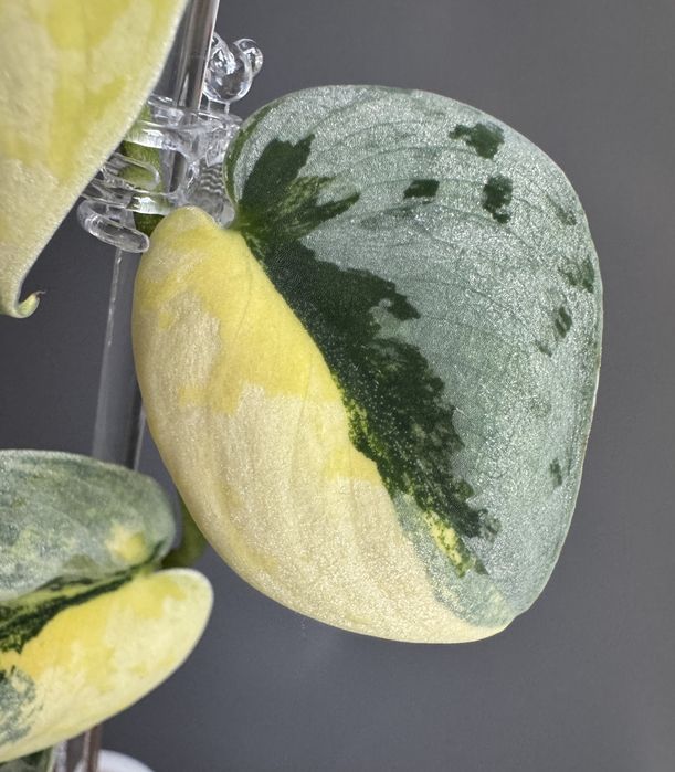 Scindapsus Bakudapati - pędówka