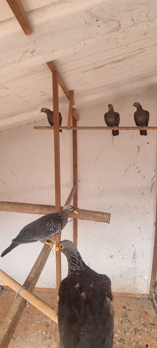 Pombo oliva- casal