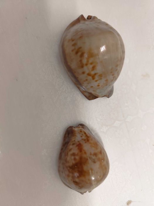 2 conchas lindas de origem africana raras