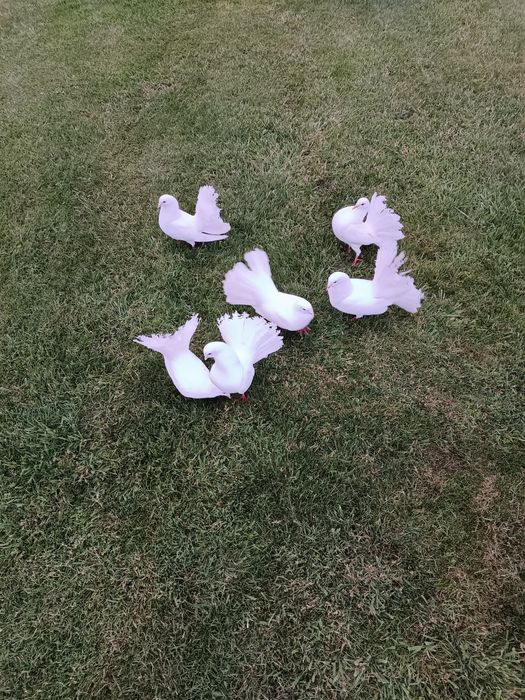 Pawiki ozdobne białe młode