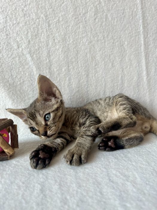 Котик Девон рекс/Devon Rex