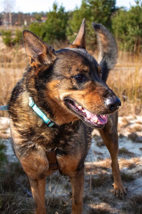 SZARIK, typ: Owczarek niem., 6 lat, 35kg