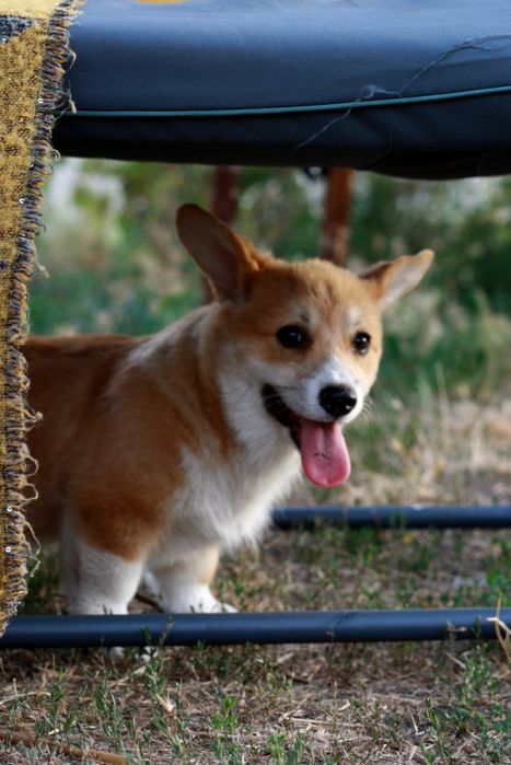 Красунечка породи вельш коргі пемброк КСУ FCI! готова до переїзду!