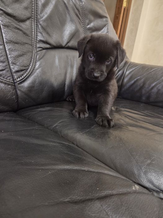 Метиси лабрадора