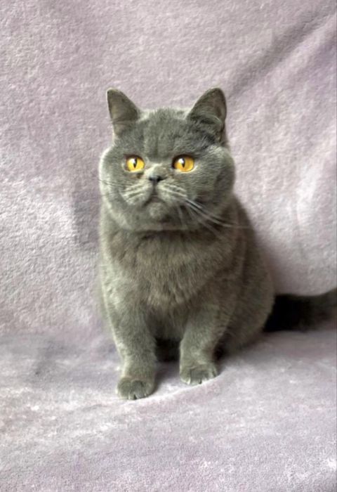 Fêmea british com um ano