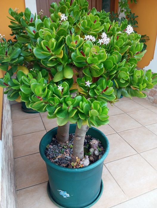 Suculentas.               .