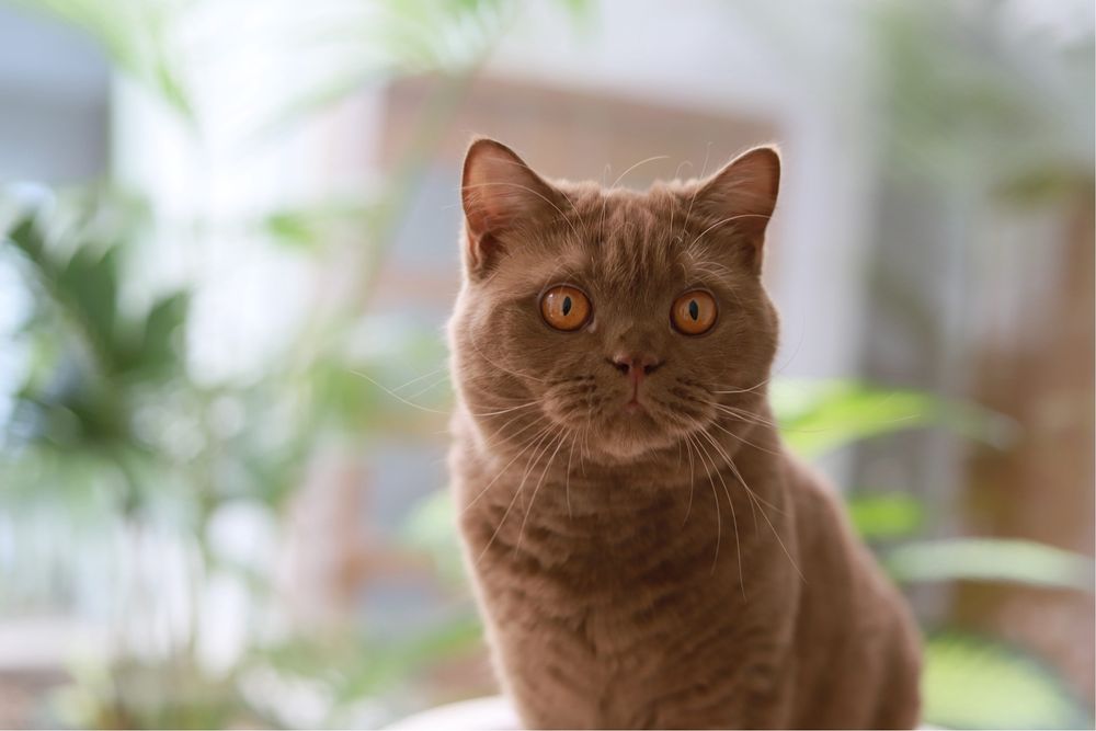 Femêa British  Shorthair Cinnamon