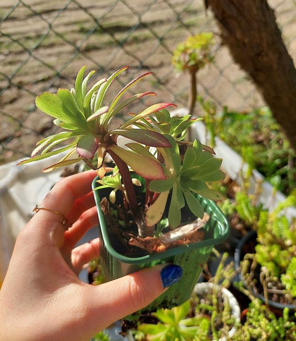 Suculenta Aeonium