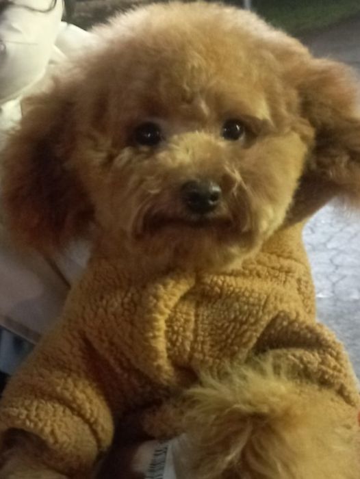 Злучка той пудель