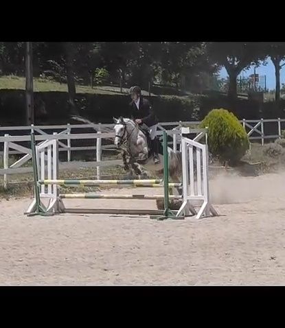 Cavalo PSL, com 5 anos