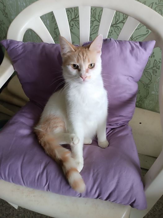 Котики евакуація Покровськ хлопчик,2 дівчинки