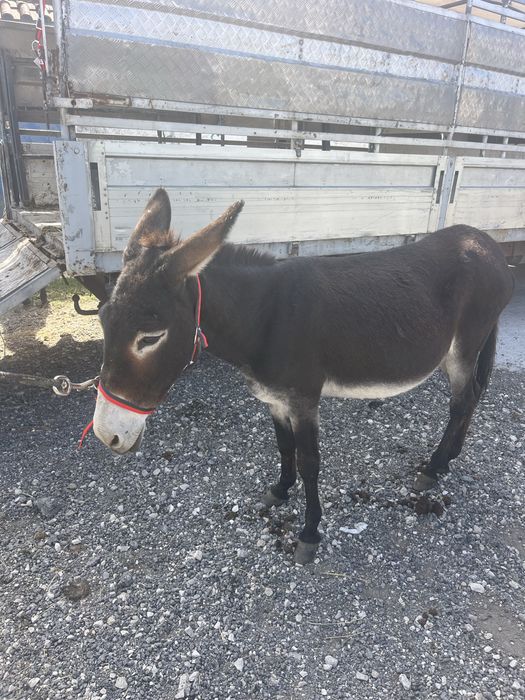 Burrinha muito engatada montada