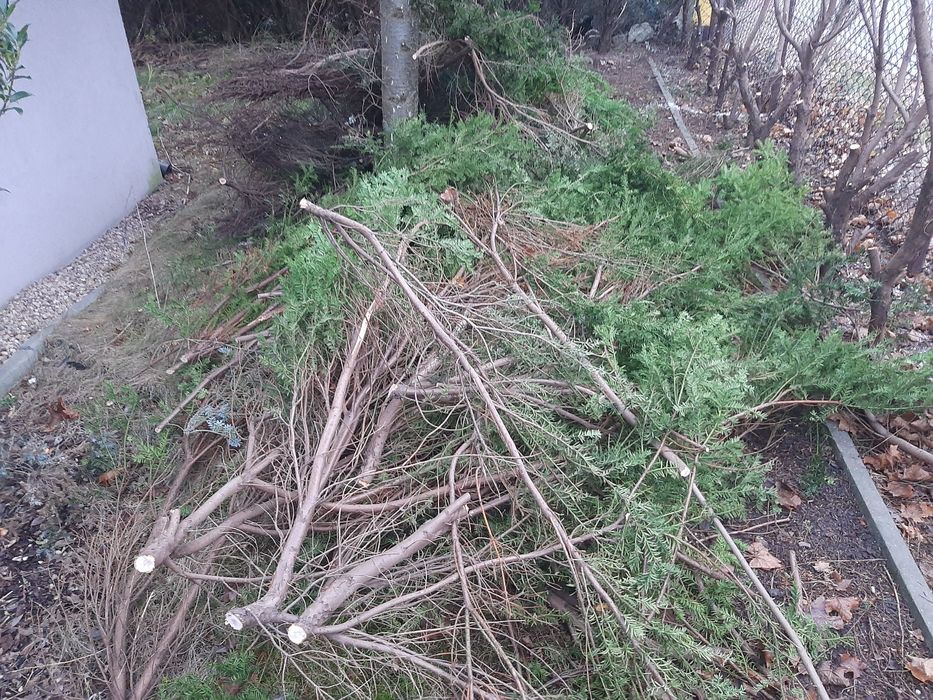 Oddam za darmo. Drzewka ozdobne ścięte