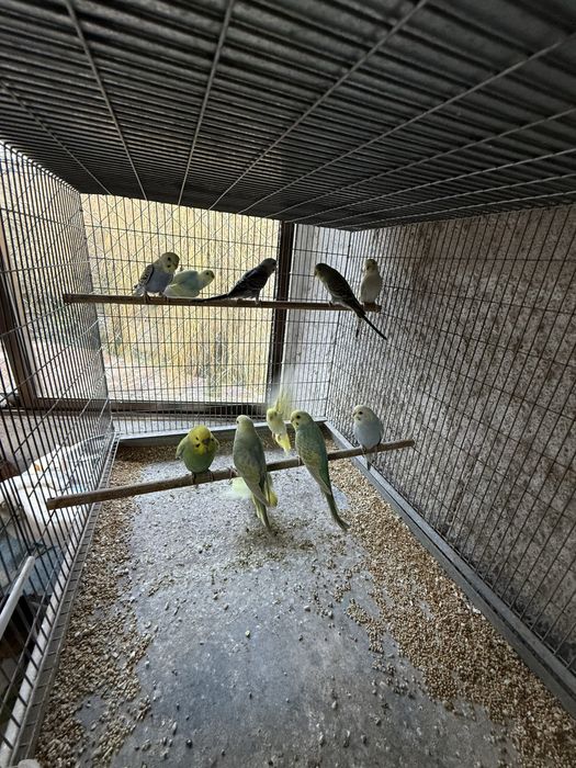 Periquitos arcos, texas, opalinos, comuns,