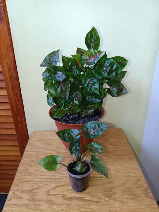 Сортові домашні Сингоніуми